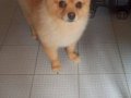 Bakımlı Pomeranian