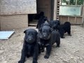Solid Black Alman Kurdu Yavruları