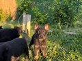 Solid Black ve Bicolar Alman Kurdu Yavruları