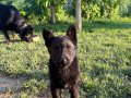 Solid Black ve Bicolar Alman Kurdu Yavruları