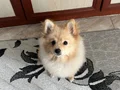 Mia için yuva arıyoruz 