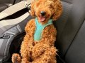Toy poodle