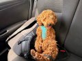 Toy poodle