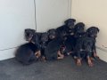 1 aylık doberman yavrular erkek-dişi 