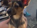 1 yaş Pinscher