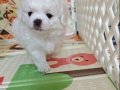 Pet eğitimli 50 günlük yavrularımız 