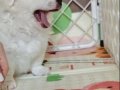 Pet eğitimli 50 günlük yavrularımız 