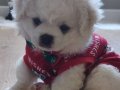 Kore kan Maltese 