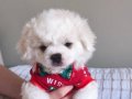 Kore kan Maltese 