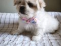 Kore kan Maltese 