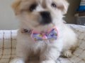 Kore kan Maltese 