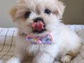 Kore kan Maltese 