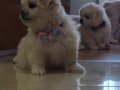 Kore kan Maltese 