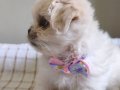 Kore kan Maltese 
