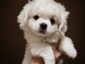 Kore kan Maltese terrier 