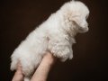 Kore kan Maltese terrier 