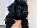 Gri Dişi toy poodle Nadir renk