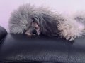 Gri Dişi toy poodle Nadir renk