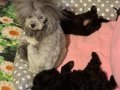 Gri Dişi toy poodle Nadir renk