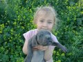 Blue Cane corso 45 gunluk 