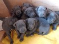 Blue Cane corso 45 gunluk 