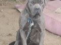 Blue Cane corso 45 gunluk 