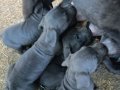 Blue Cane corso 45 gunluk 