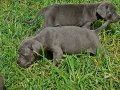 Blue Cane corso 45 gunluk 