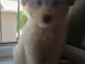 3 aylık Maltese Terrier Erkek Yavru