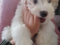 3 aylık Maltese Terrier Erkek Yavru