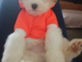 3 aylık Maltese Terrier Erkek Yavru