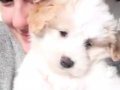 3 aylık Maltese Terrier Erkek Yavru