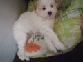 3 aylık Maltese Terrier Erkek Yavru