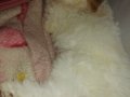 3 aylık Maltese Terrier Erkek Yavru