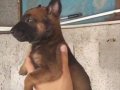 Eğitime Hazır, Zehir Gibi Dişi Belçika Malinois Yavrusu