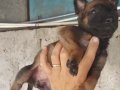 Eğitime Hazır, Zehir Gibi Dişi Belçika Malinois Yavrusu