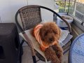 Tuvalet eğitimli çipli karneli aşıları tam