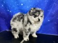 Pomerian Blue Merle TR TEK