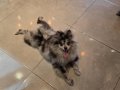 Pomerian Blue Merle TR TEK