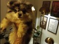 Pomerian Blue Merle TR TEK