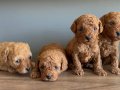 Kore kan toy poodle yavruları