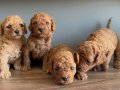 Kore kan toy poodle yavruları