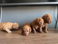 Kore kan toy poodle yavruları