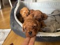 Kore kan toy poodle yavruları