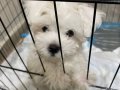 O boy maltipoo 4 aylık erkek 