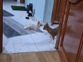 Çok sevecen 10 aylık Erkek Chihuahua