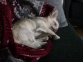 Çok sevecen 10 aylık Erkek Chihuahua
