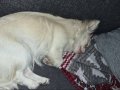 Çok sevecen 10 aylık Erkek Chihuahua