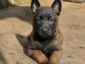 Dişi Belçika Kurdu (Malinois) Yavrusu