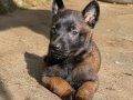 Dişi Belçika Kurdu (Malinois) Yavrusu